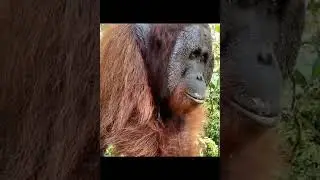 Male Orangutan Standing Around.