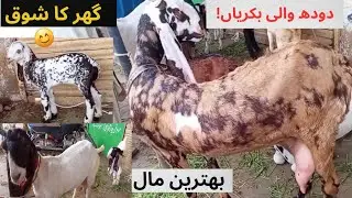 Best Breeding Goats | Milk Giving Goats With Kids| bhains colony bakra mandi| latest|