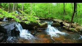 Collins Creek Cascade