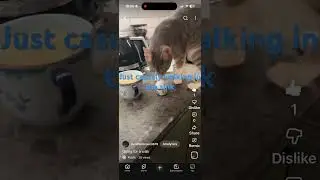 Compilation of all cat vids!