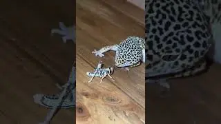 BEAST FEED 3