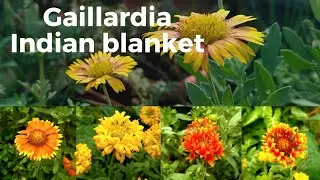 How to grow Gaillardia / Indian blanket / blanket flower / नौरंग के फूल कैसे उगाएं/ Gardening Videos