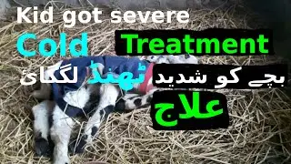 Kid got cold | Chotay bakray ko thand lag gai | ilaj || Rooftop Goat Farming