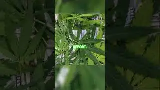 Cannabis Industry Booms: Stocks Surge After Reclassification News