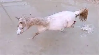 Chevaux arabes et jeux de flaques d'eau - LANZA, KALMIA, MAGIC, KA NOON - Marina DELVIL