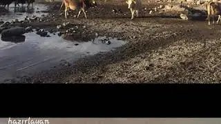 Yener yılmazoğlu ben köyümden göçermiydim