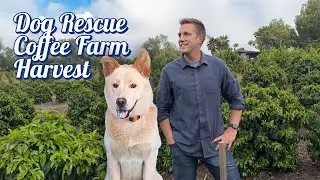 Dog rescue coffee farm harvest ☕️🐶