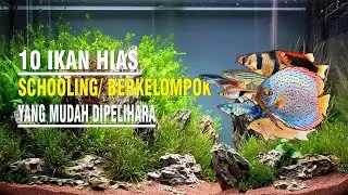 10 JENIS IKAN SCHOOLING/ BERKELOMPOK YANG MUDAH DIPE,IIHARA #fish #ikanhias  #fyp  #aquarium