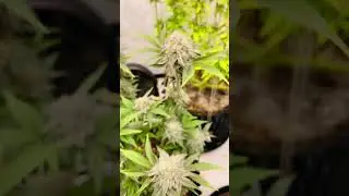 MAC1 3n-s1 week of flower 5 by copycat genetix