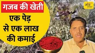 Sindoor Ki Kheti: सिंदूर की खेती बदल देगी किसानों की किस्मत | Gaon Junction LIVE