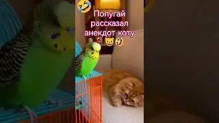 Попугай рассказал анекдот коту&hellip; Его реакция &mdash; шедевр 😼🤣 #юмор #прикол #смешновидео #анекдотик