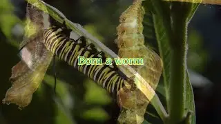 Dan Reeder - ♫ Born A Worm - LYRIC VIDEO
