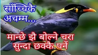 मान्छे जस्तै बाेल्ने चरी || Manche jastai Bolne Chara || maina chari || Nagbeli Media