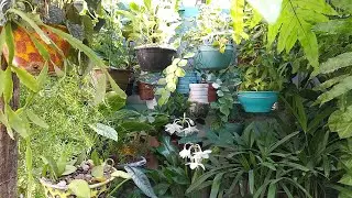 Um calor insuportável aqui e como consequência, mudanças nas plantas urgente 