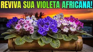 8 DICAS ESSENCIAIS PARA CULTIVAR SUA VIOLETA AFRICANA!