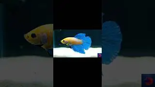 Watch This Betta Float & Swim #BettaSwim #BettaFish #RelaxingShorts #AquariumVibes #BettaWorld