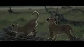 Kaleo's cubs: Cuteness