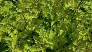 Green leaves footage  | Free Nature Plants Leaves Background | Фоновое видео листья, природа