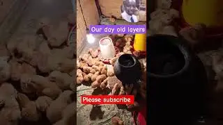 how to brood day old  layer chicks