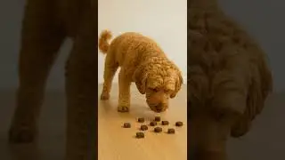Dog eating chocolate cubes #shorts #funnydog #dogeating #chocolate #puppy