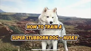 Husky Training 2025: Transform Your Energetic Husky with Positive Reinforcement!