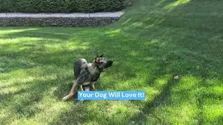 KONG Flyer Rubber Disc Dog Toy - Demo!