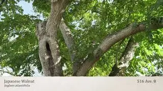 Stop #10 - Japanese Walnut