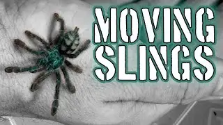 Moving Spiderlings 155ml to 520ml #tarantulas #spiders #inverts