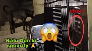 Kalu Don ki security 😊..#help #dog #vlog #animals #trending