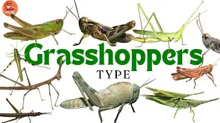 🦗Top 30 🦗Grasshopper species names in English📚 for Kids #kidslearning #animals #insects