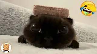 Новые самые смешные видео с котами 😼Попробуйте не засмеяться😜Ежедневная порция интернет-котов. Ча...