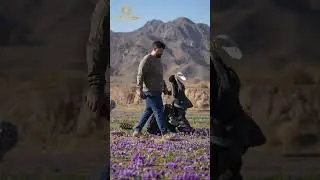 Saffron harvest season