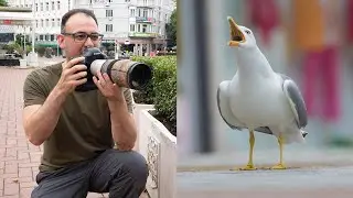 Urban Bird Photography in Bulgaria - Gulls in the City