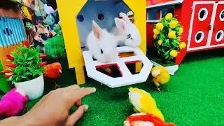 Cute chickens, colorful chickens, rainbow chickens, cute rabbits, cute ducks, koi fish, cute animals