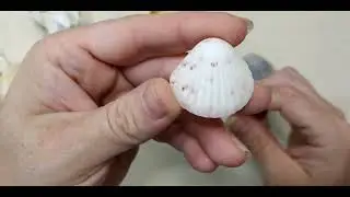 Ракушечные сокровища для возможных ювелирных изделий