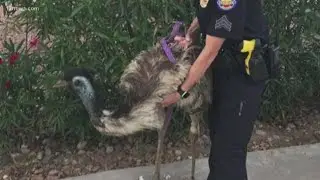 Phoenix PD officers rescue pet emu
