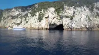 Orcas at the Poor Knights with Dive! Tutukaka