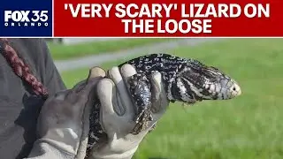 Argentine Tegus: Has South Florida invasive lizard made its way to Central Florida?