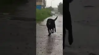 Seezo ( Enjoying the rain ) #dog #labrador