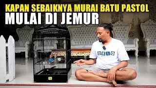 kapan sebaiknya MURAI BATU PASTOL mulai di jemur