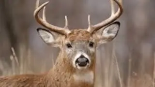 Wisconsin DNR provides updates on CWD testing ahead of hunting season
