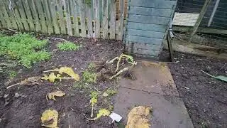 Digging up 