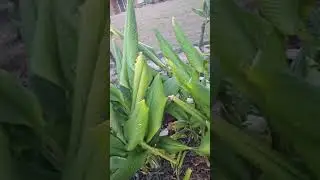 Copy of CASAVA AND TURMERIC PLANTS ARE GROWING STRONG IN THE SOIL.@wanderingigorotavlog2797  is live