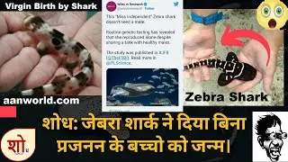 Virgin Birth: Zebra Shark birth Babies Without male partner #zebrashark #virginbirth #zebrababies