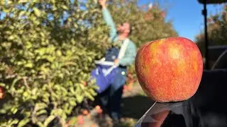 Kansas City nonprofit partners with farm to help families amid SNAP uncertainty