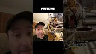 Scarier roar: Lion or Tiger? #tigers #lions #reaction #roars #duet