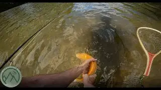 There's Gold in them Waters! - Yellow Breeches Fly Fishing - Mid South