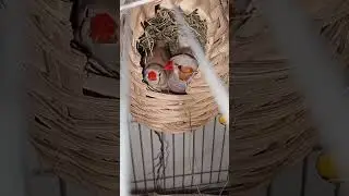 Zebra finch in their nest ❤️🐦 #shortsfeed #finch #zebrafinch #zebrafinchsounds #zebrafinchpair