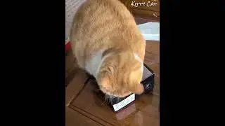 Kucing Oyen Ini Tidak Sadar Badannya Gembul 🐱 #kucingimut  #kucinglucu  #kucing
