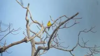 Slender-billed Oriole